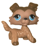 #0893 Collie